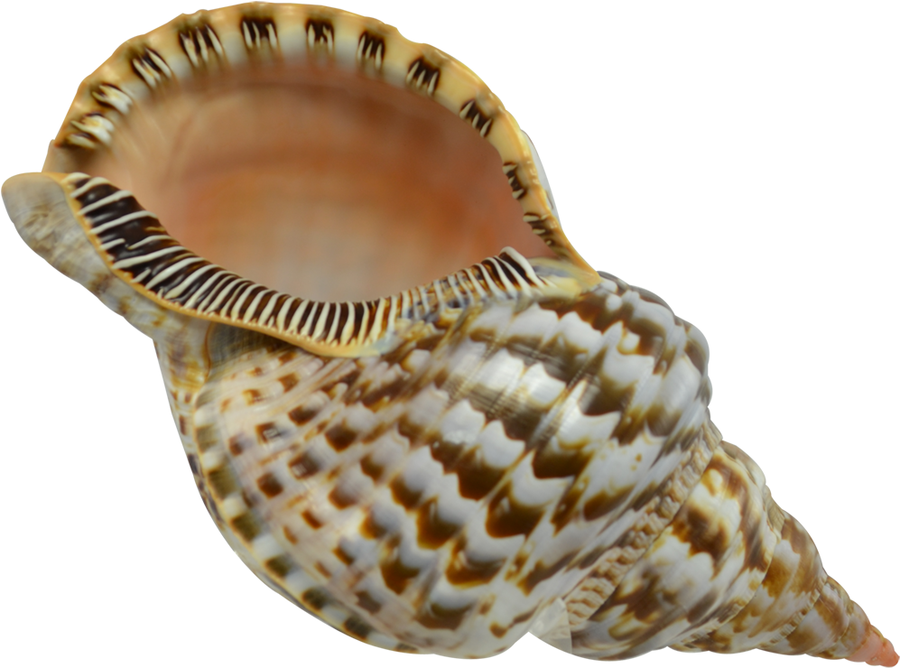 More Views - Extra Large Triton Decorative Shell Seashell 8-9" (1650x1100), Png Download