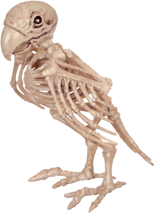 Skeleton Parrot - Parrot Skeleton (578x700), Png Download