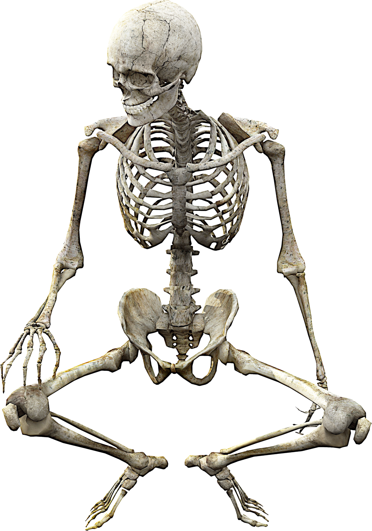 Skeleton Png - Skull Body Human Anatomy (1426x2033), Png Download