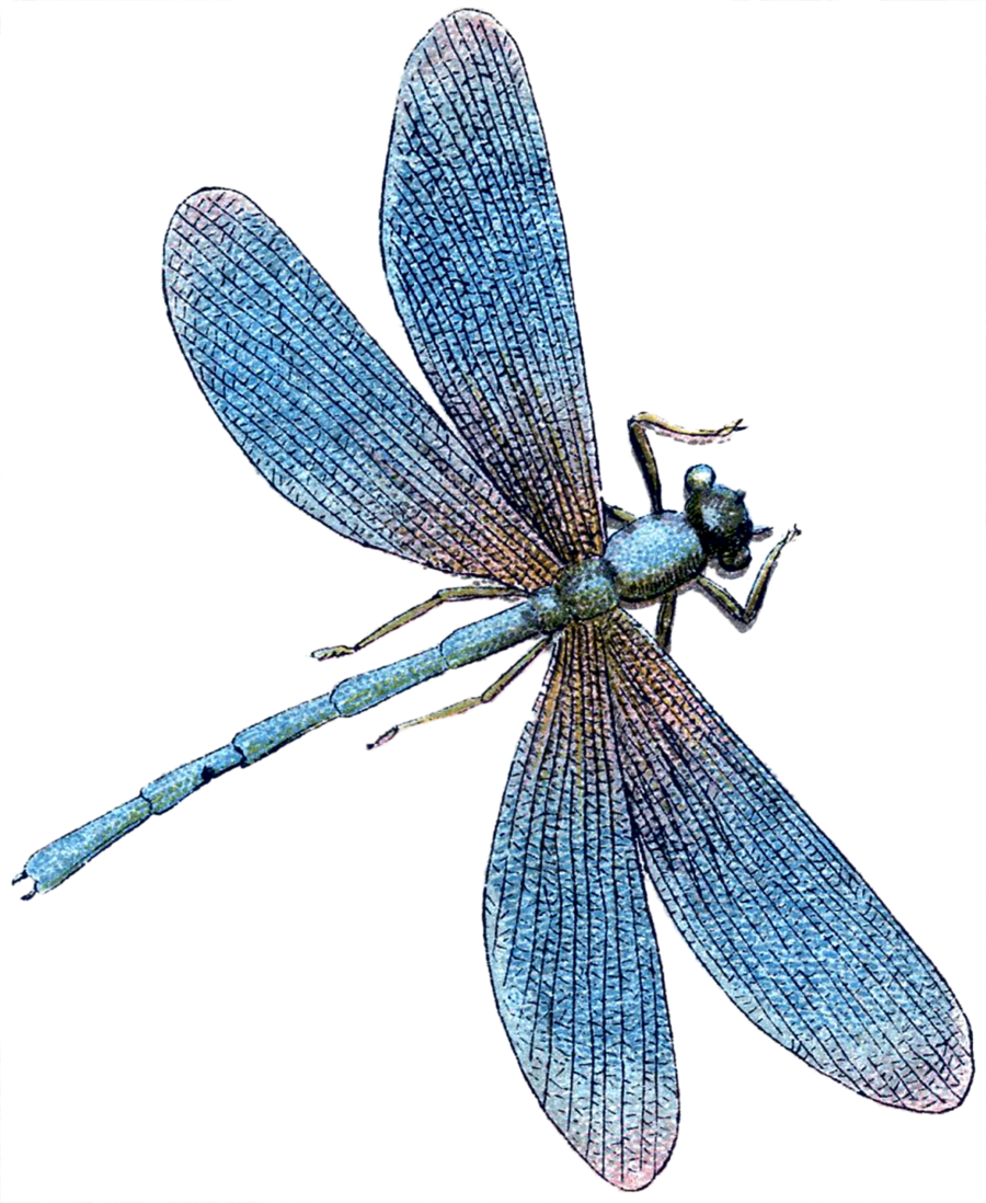Turquoise Dragonfly Clipart Dragonfly Tile Turquoise - Dragonfly Cross Stitch Pattern (900x1098), Png Download