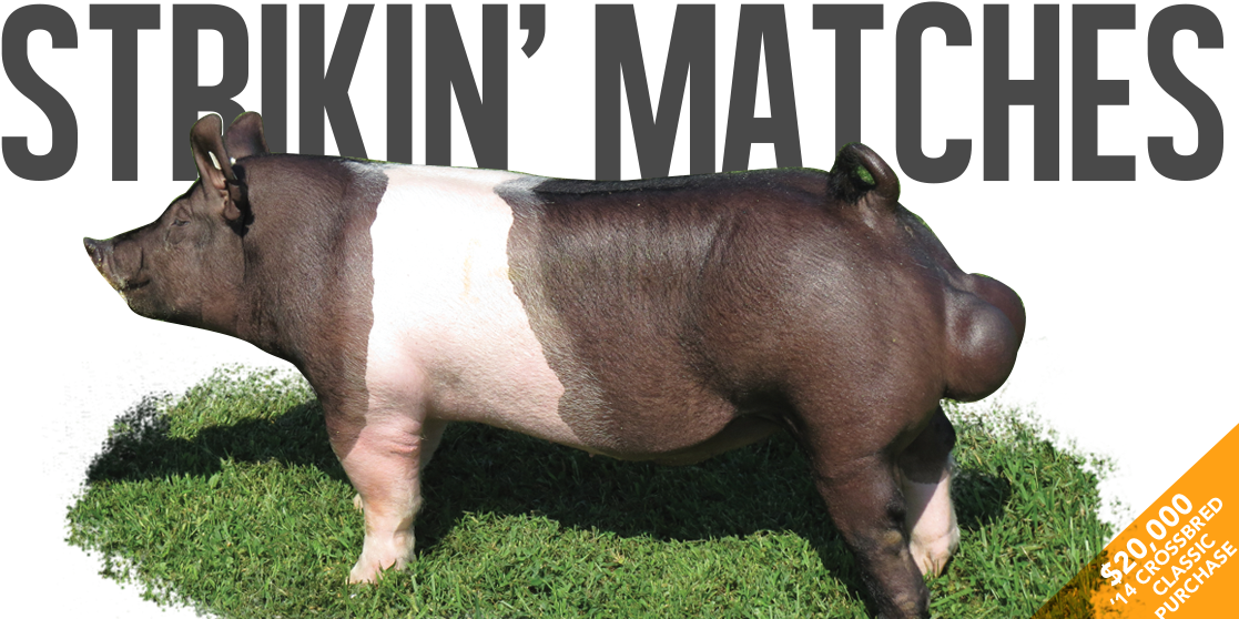 Strikin' Matches - Domestic Pig (1131x576), Png Download