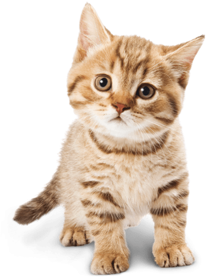 Best Adorable Cat Png Png - Baby Cat Png (481x539), Png Download