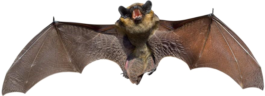 Real Bat Png Background Image - Bats Animal (945x531), Png Download