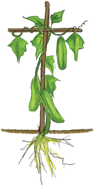 Leaf - Cucumber Plant Parts (416x419), Png Download