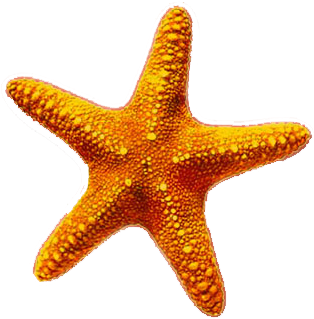 Estrellas De Mar Png (360x360), Png Download