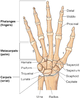 Ganglion Cyst Of The Wrist & Hand - Bones Of Wrist And Hand Labeled (500x334), Png Download