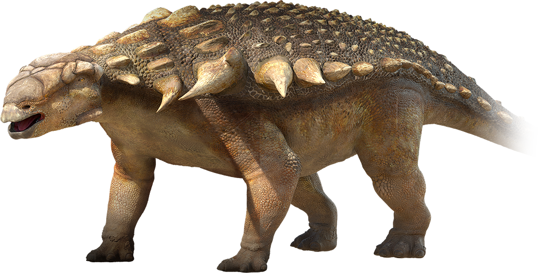 Large-anklosaur Dino - Ankylosaurus Dinosaurs (1049x532), Png Download