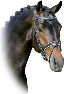 Zack/sunny Boy/donnerhall - Startpage (371x500), Png Download