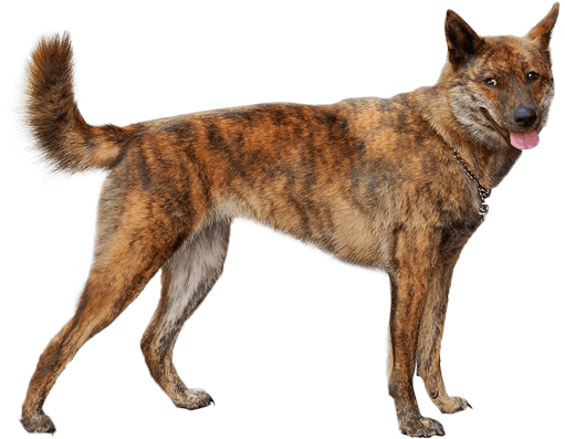 Appearance Of Kai Ken - Kai Ken Dog (567x489), Png Download