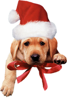 Albanês Gëzuar Krishtilindjen - Fun Saying Merry Christmas (219x320), Png Download