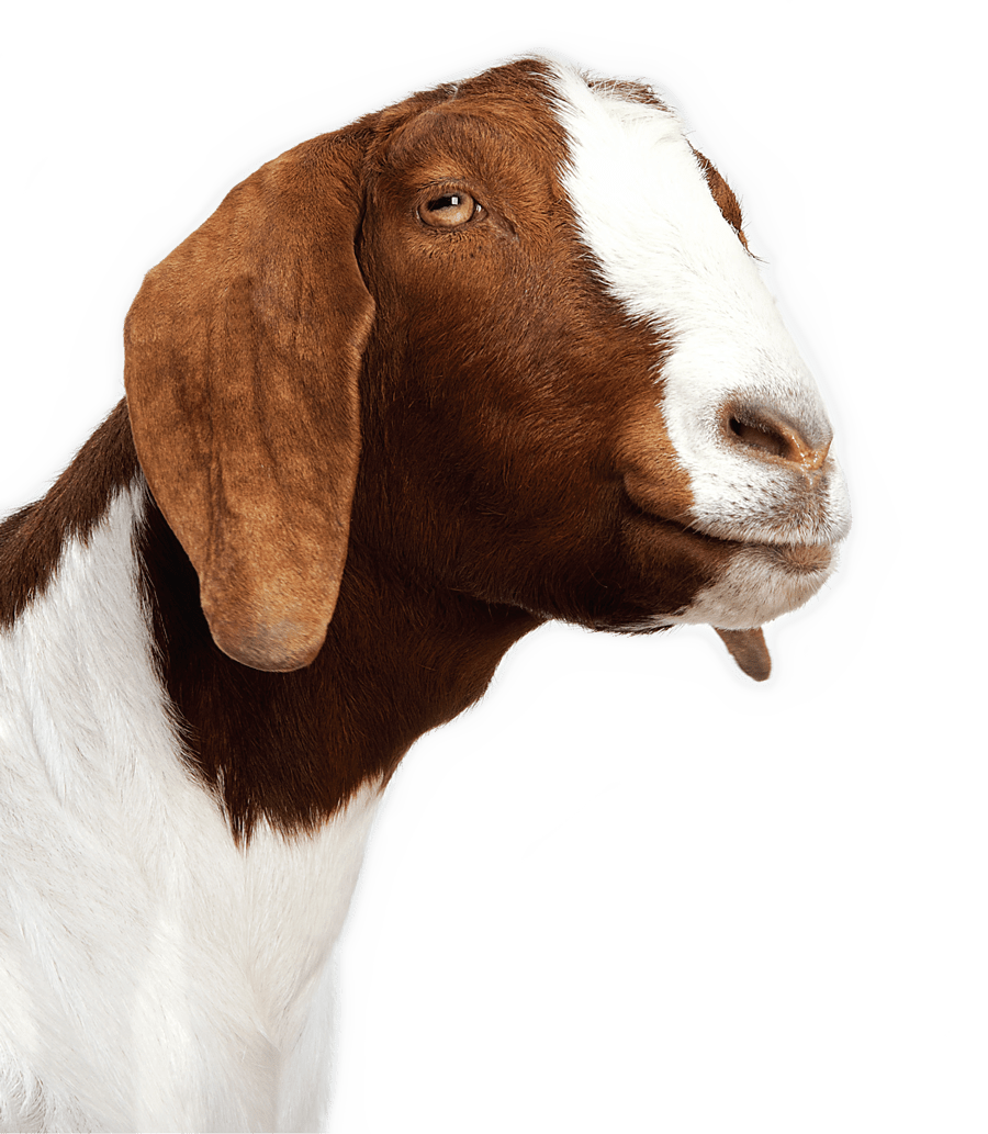 Download 5 Insanely Cute S Of Baby Goats Meeting Other Animals - Splat Splat Splat Overlord PNG Image with No Background Download 5 Insanely Cute S Of Baby Goats Meeting Other Animals - Splat Splat Splat Overlord PNG Image with No Background