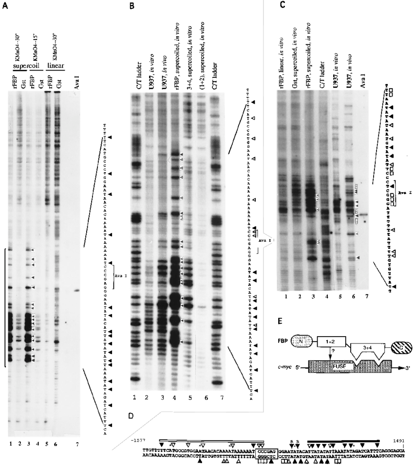 Fbp Binds To Fuse In Supercoiled But Not Linear Dna - Architecture (850x958), Png Download