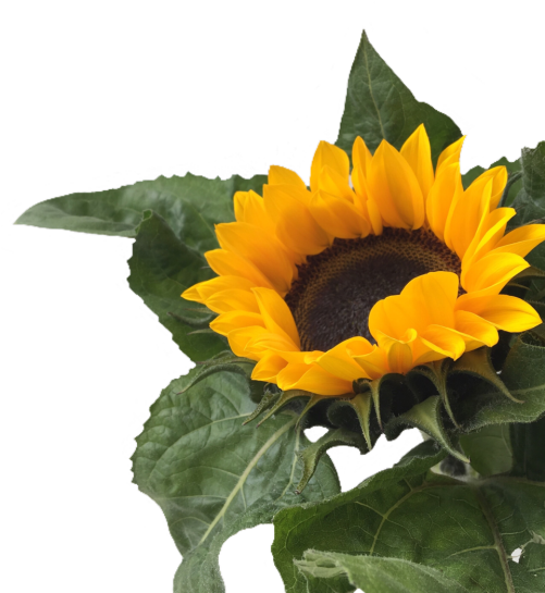 Sunflower Png Tumblr - Sunflower (500x667), Png Download