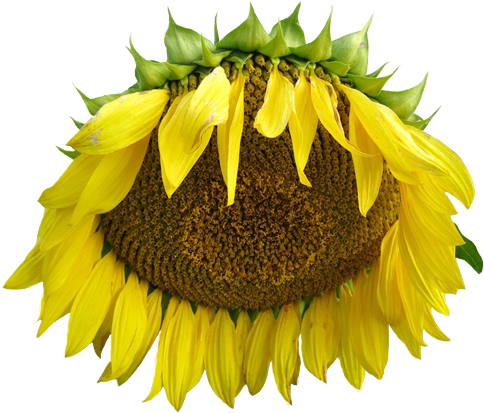 Transparent Sunflower - Tumblr (500x420), Png Download