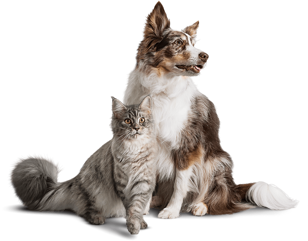 Diamond Care Specialty Pet Foods Are Designed With - Diamon 418320 25 Lbs Care Renal Dog Food (1061x830), Png Download