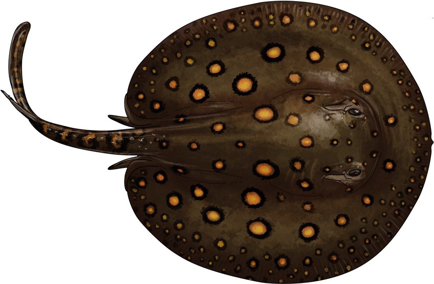 Potamotrygon Motoro - Rayas De Agua Dulce (1005x650), Png Download