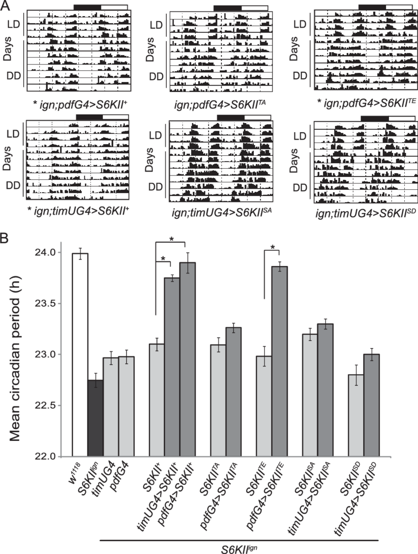 Pseudo-phosphorylated S6kii Rescues The S6kii Ign Short - Document (850x1127), Png Download