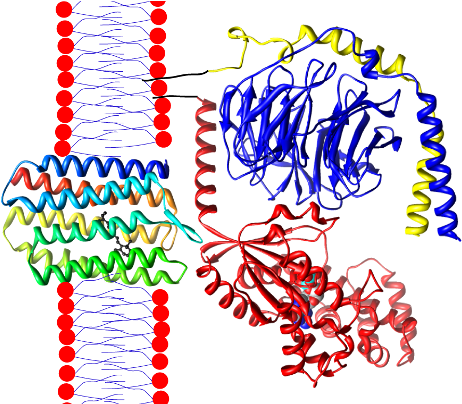 Rhodopsin-transducin - Rhodopsin (500x403), Png Download