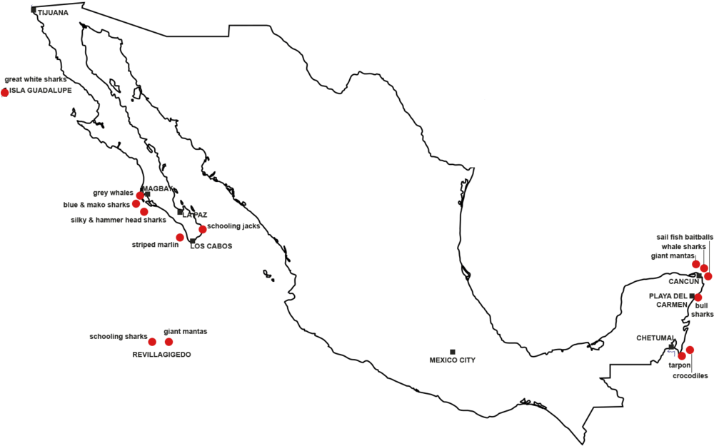 Mapa De Especies Pelágicas En México - Mexico Outline Map (1000x653), Png Download