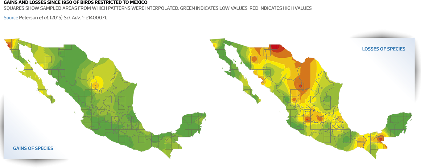 Clay Coloured Thrush Photo - Mexico Country In Black (1364x636), Png Download