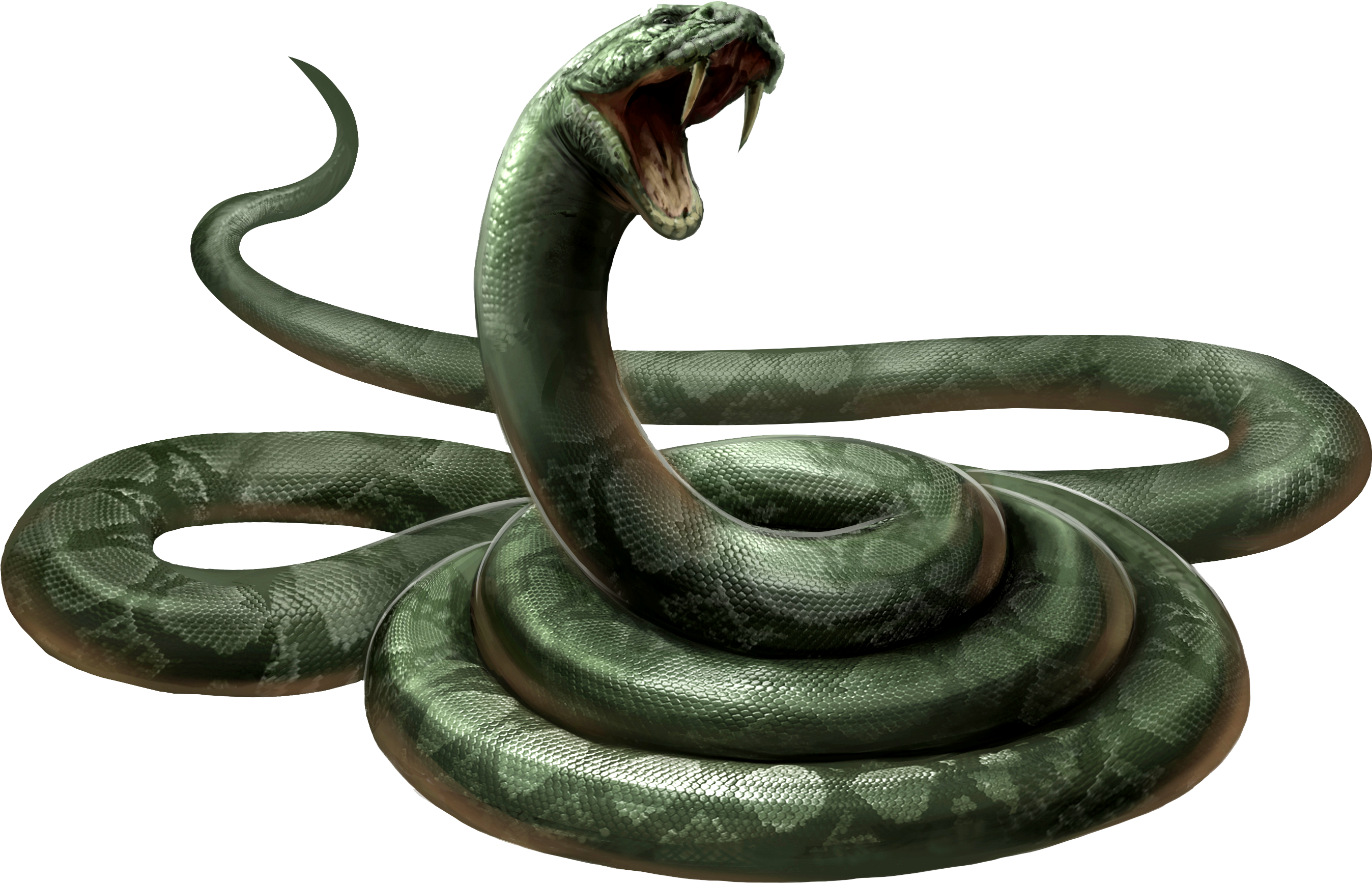 Snake Form - Snake Png (2750x1800), Png Download