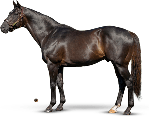 More Than Ready - Collecta Dartmoor Pony (500x400), Png Download