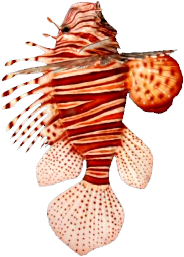 Lionfish-beachwear - Lionfish (364x507), Png Download