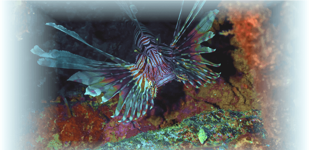 Prevnext - Underwater (1020x483), Png Download