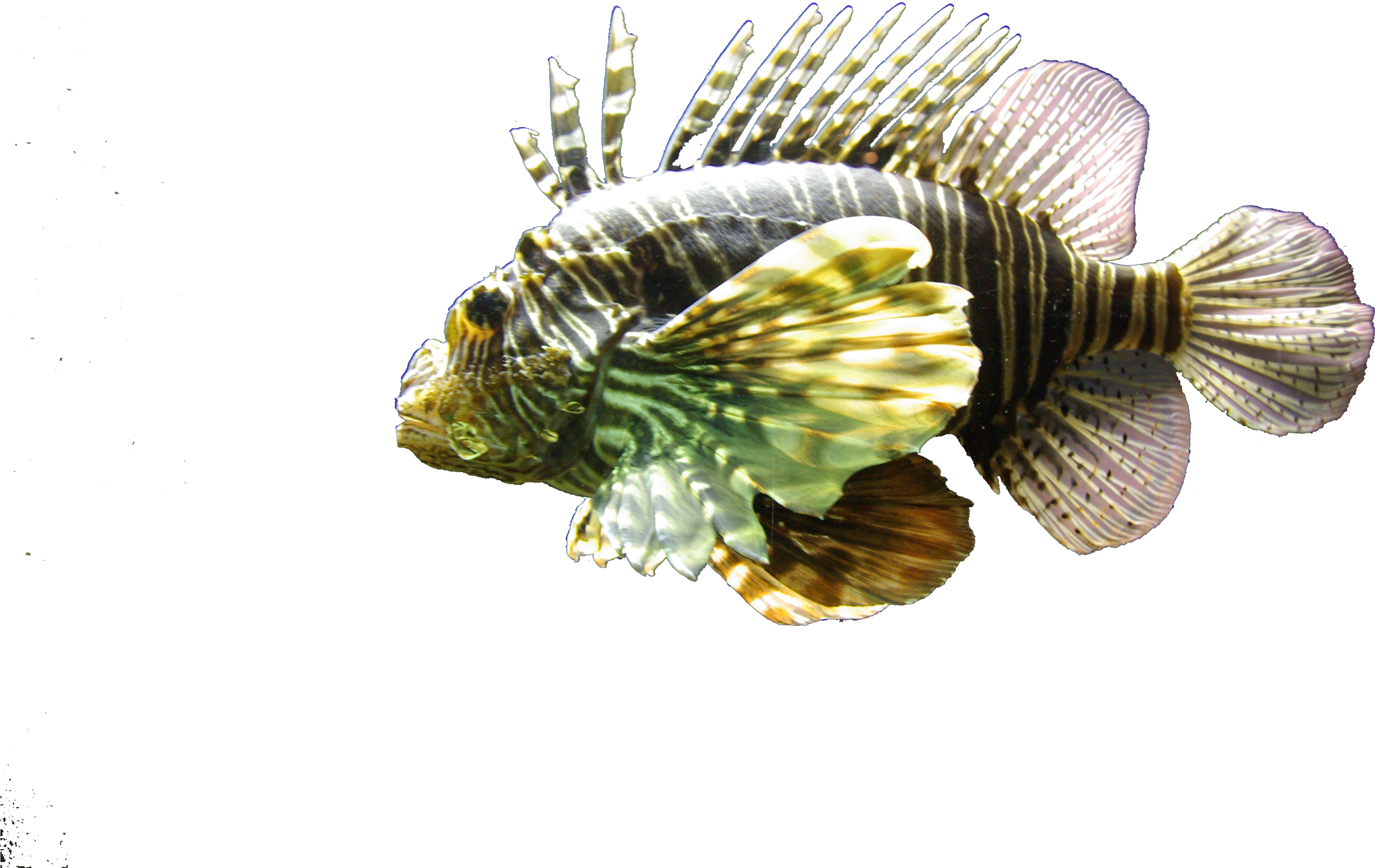 Full Size - Lionfish (3872x2592), Png Download