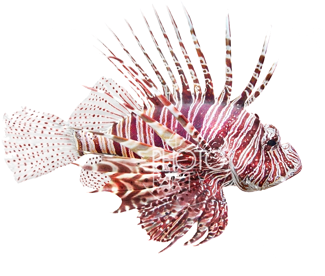 Fish - Fish Lionfish, Pterois Volitans Bath Rug Gear New (1197x906), Png Download