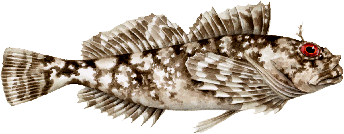 Cabezon Fish Png (1200x469), Png Download