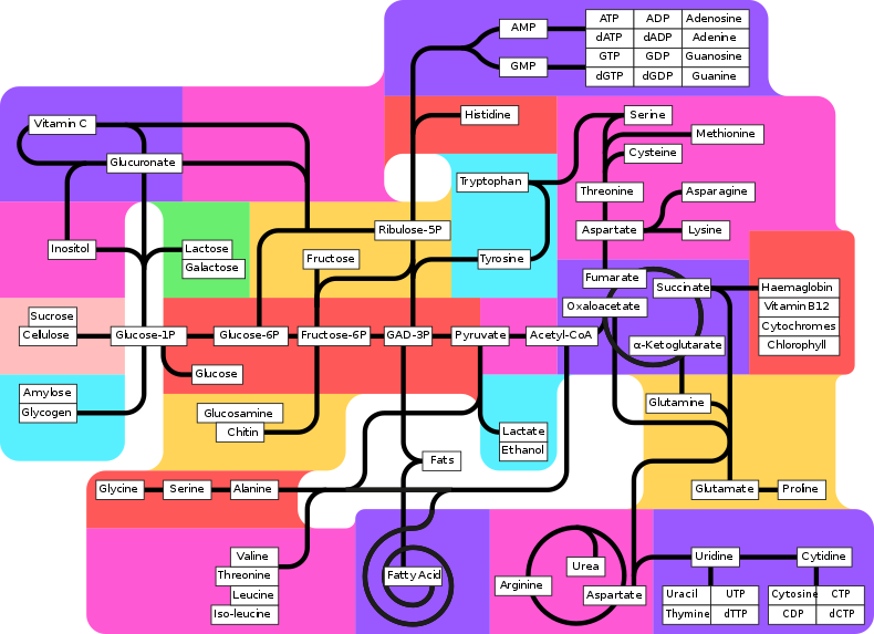 The Template[edit] - Metabolic Pathways (790x573), Png Download