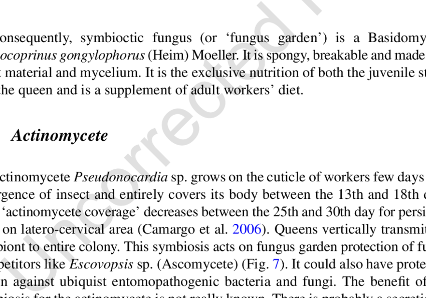 Gongylidium Shown By Black Arrows , Specific Spheroid - Gongylidia (850x595), Png Download