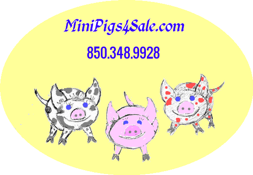 New Logo - Miniature Pig (522x361), Png Download
