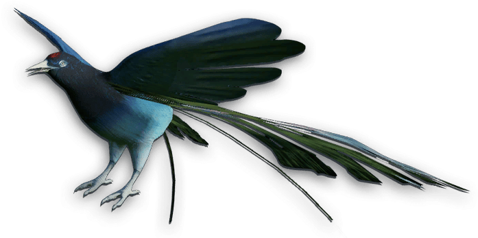 Bird Of Paradise - Birds Of Paradise Png (705x355), Png Download
