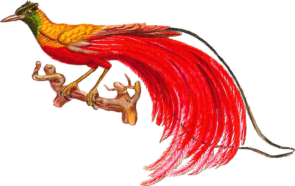 This Is An Incredible Victorian Scrap Of A Bird Of - Png Bird Of Paradise Bird (1165x789), Png Download