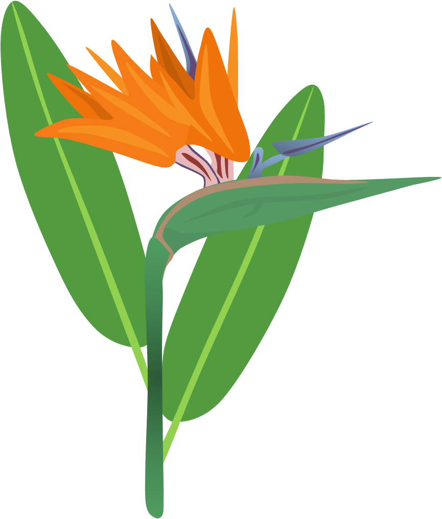 Bird Of Paradise Clipart - Birds Of Paradise Png (865x1015), Png Download