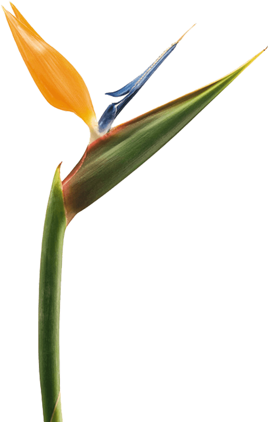 Bird Of Paradise Transparent (870x864), Png Download