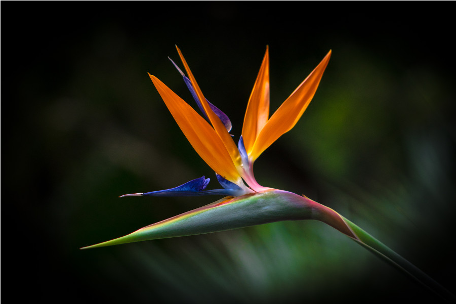 Bird Of Paradise (1000x1000), Png Download