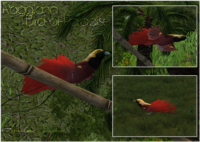 Raggiana Bird Of Paradise - Zt2 Bird Of Paradise (800x800), Png Download