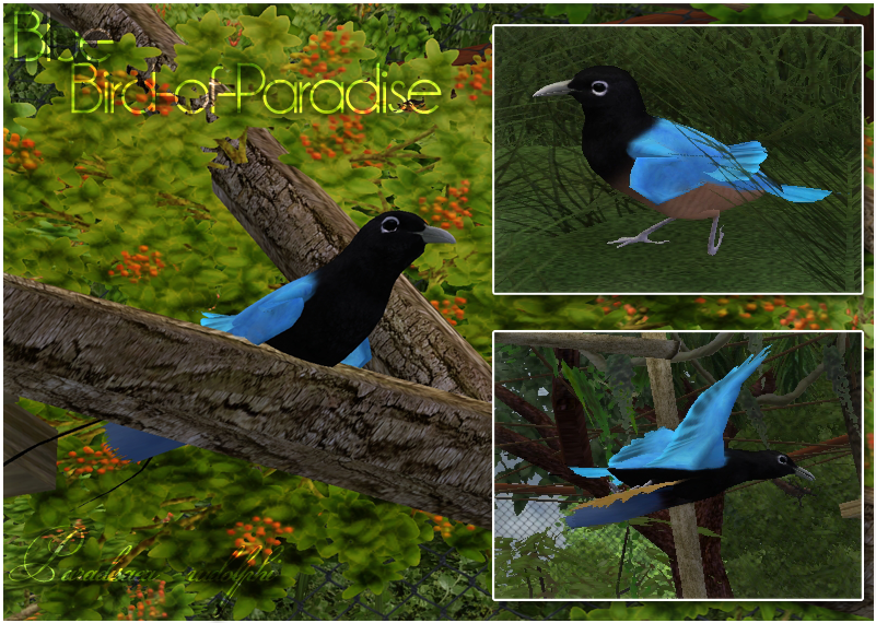 Blue Bird Of Paradise - Zt2 Bird Of Paradise (800x800), Png Download