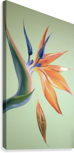 Bird Of Paradise (248x511), Png Download