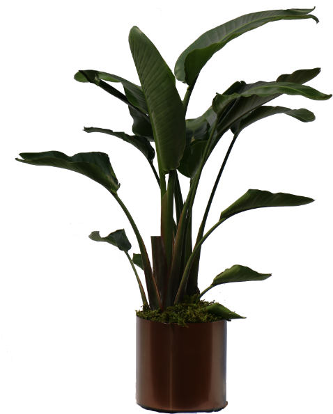 #bird Of Paradise- Package - Banana Plant (600x600), Png Download