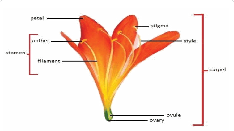 Flower Anatomy In Clivia Miniata - Bird Of Paradise Flower Diagram (747x417), Png Download