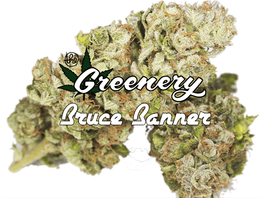 Bruce Banner - Weed Strain Png (600x400), Png Download
