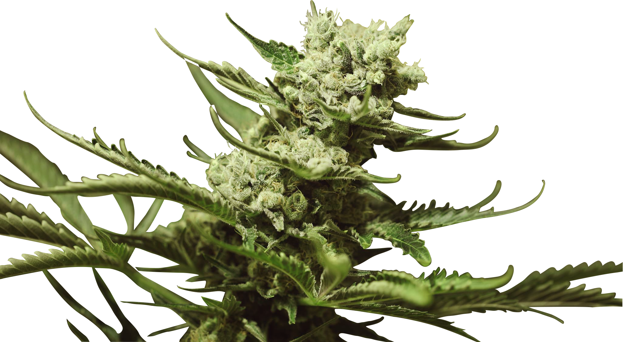 Bruce Banner Iii - Flower (2048x1126), Png Download