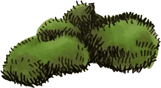 Read More - Durian (536x333), Png Download