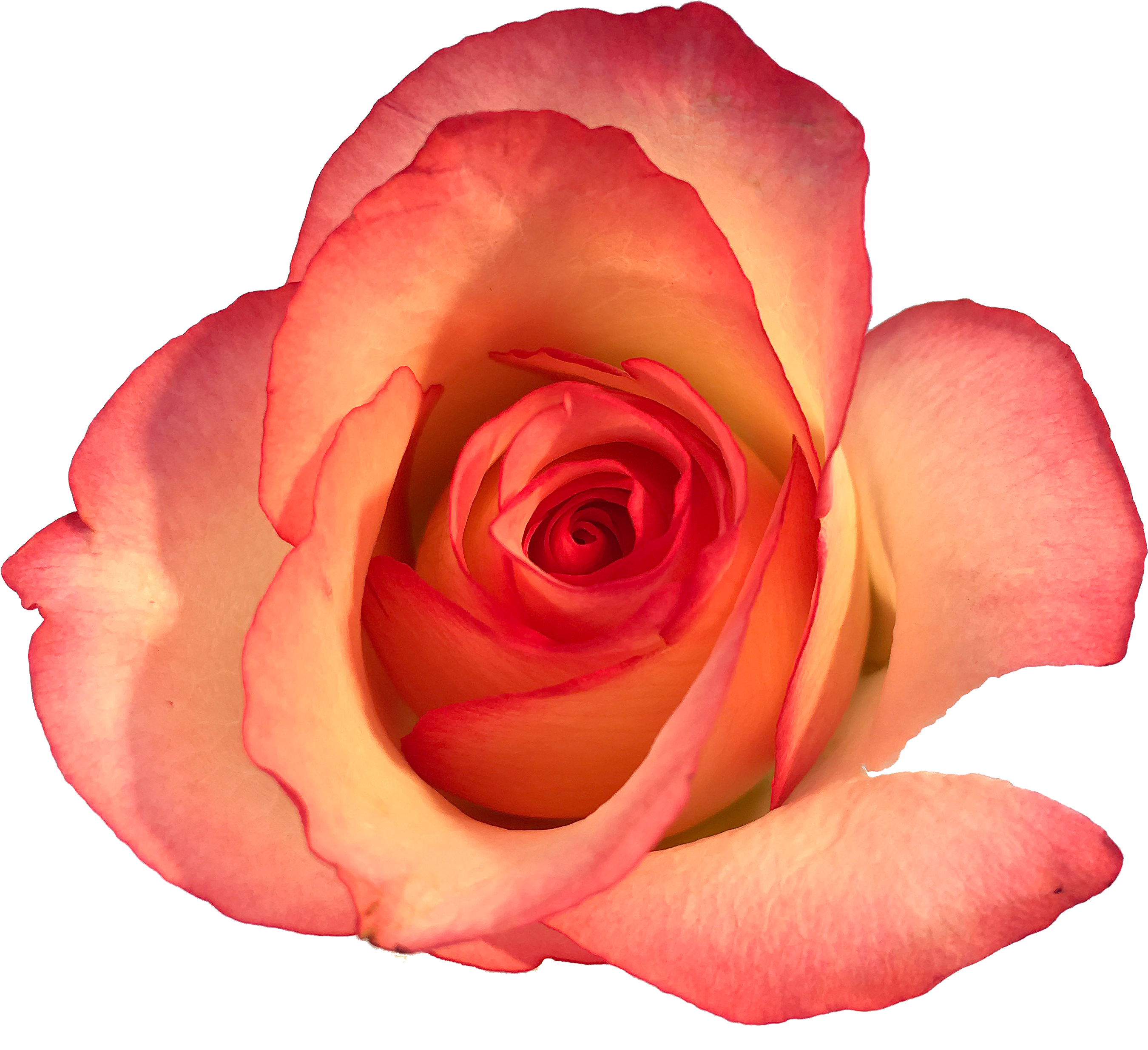 Roses In The Void By Will Gee - Rose (3024x4032), Png Download