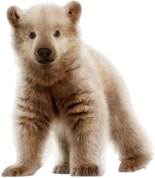 Polar Bear Grizzly Hybrid Cub - Polar Bear And Grizzly Bear Cub (657x719), Png Download