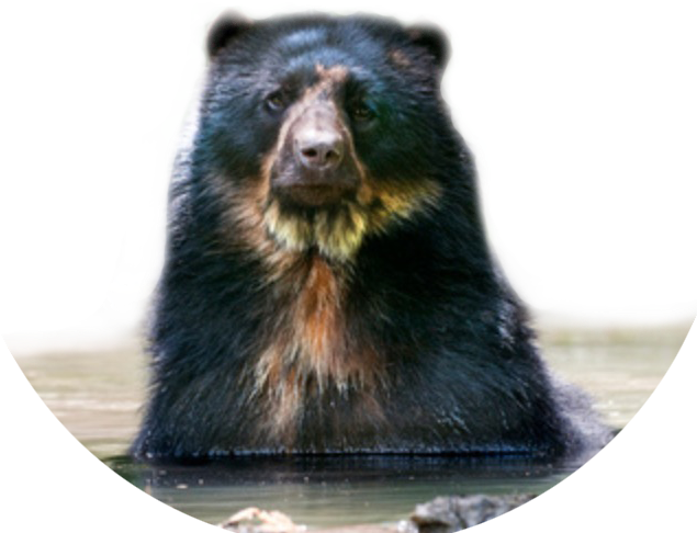 Tremarctos Ornatus Tremarctos Ornatus Spectacled Bear - Spectacled Bear (801x523), Png Download